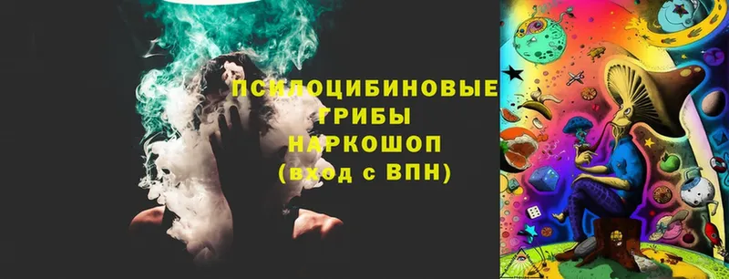 купить  сайты  Дмитриев  Псилоцибиновые грибы Psilocybine cubensis 